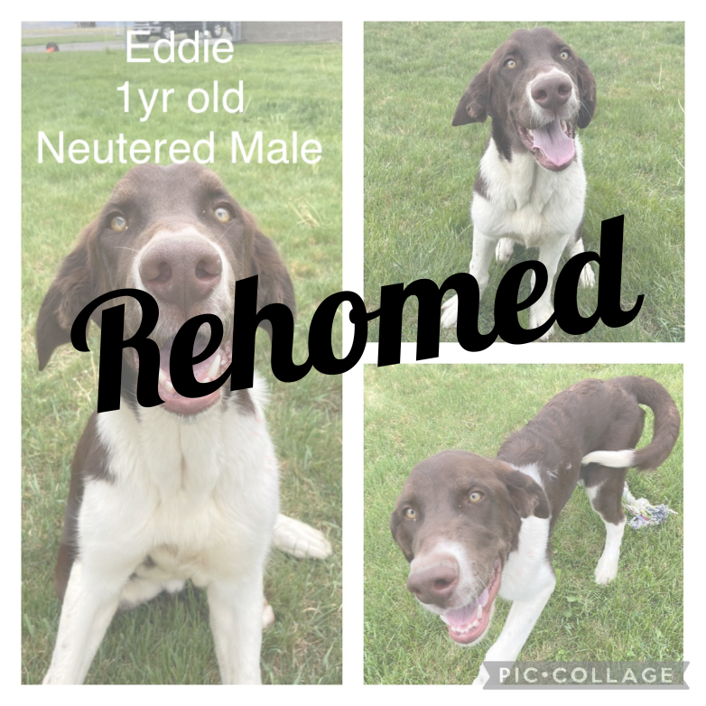 Adopted dog named Eddie.